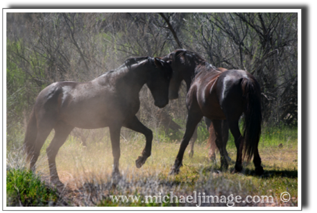 "wild horses - 1"
verde river, rio verde, az.